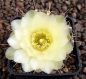 Gymnocalycium Attersee Hybr