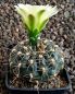 Gymnocalycium Attersee Hybr