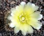 Gymnocalycium Attersee Hybr