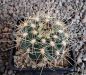 Gymnocalycium Attersee Hybr