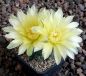 Gymnocalycium Attersee Hybr