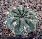 Gymnocalycium Attersee Hybr
