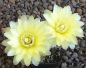 Gymnocalycium Attersee Hybr