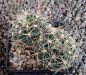 Gymnocalycium Attersee Hybr