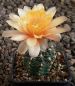 Gymnocalycium Attersee Hybr