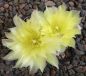 Gymnocalycium Attersee Hybr