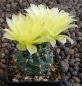 Gymnocalycium Attersee Hybr