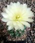 Gymnocalycium Attersee Hybr