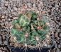 Gymnocalycium Attersee Hybr