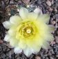 Gymnocalycium Attersee Hybr