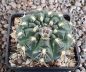 Gymnocalycium Attersee Hybr
