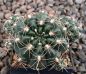 Gymnocalycium Attersee Hybr