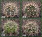 Gymnocalycium Attersee Hybr