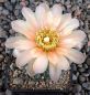 Gymnocalycium Attersee Hybr
