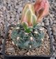 Gymnocalycium Attersee Hybr