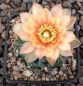 Gymnocalycium Attersee Hybr