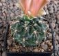 Gymnocalycium Attersee Hybr