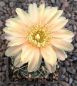 Gymnocalycium Attersee Hybr