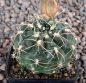 Gymnocalycium Attersee Hybr