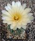 Gymnocalycium Attersee Hybr