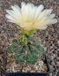 Gymnocalycium Attersee Hybr