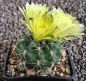 Gymnocalycium Attersee Hybr