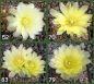 Gymnocalycium Attersee Hybr