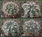 Gymnocalycium Attersee Hybr