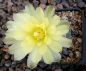 Gymnocalycium Attersee Hybr