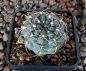 Gymnocalycium Attersee Hybr
