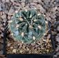 Gymnocalycium Attersee Hybr