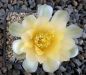 Gymnocalycium Attersee Hybr