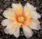Gymnocalycium Attersee Hybr