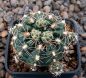 Gymnocalycium Attersee Hybr