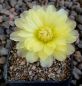 Gymnocalycium Attersee Hybr