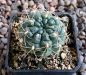 Gymnocalycium Attersee Hybr