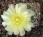 Gymnocalycium Attersee Hybr