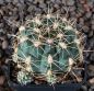 Gymnocalycium Attersee Hybr