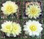 Gymnocalycium Attersee Hybr