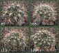 Gymnocalycium Attersee Hybr