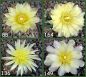 Gymnocalycium Attersee Hybr