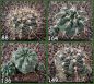 Gymnocalycium Attersee Hybr