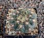 Gymnocalycium Attersee Hybr