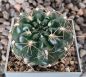 Gymnocalycium Attersee Hybr.