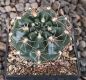 Gymnocalycium Attersee Hybr.