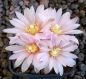 Gymnocalycium bruchii brigittae P214
