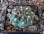 Gymnocalycium bruchii brigittae P214