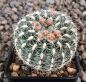 Gymnocalycium bruchii niveum OF25-80