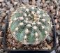 Gymnocalycium bruchii P506