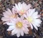 Gymnocalycium bruchii susannae